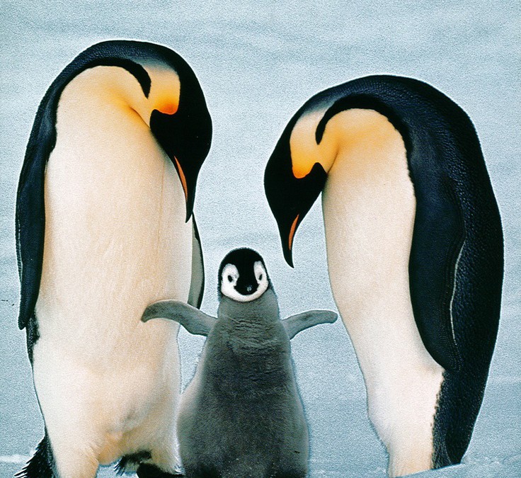 Pinguïn